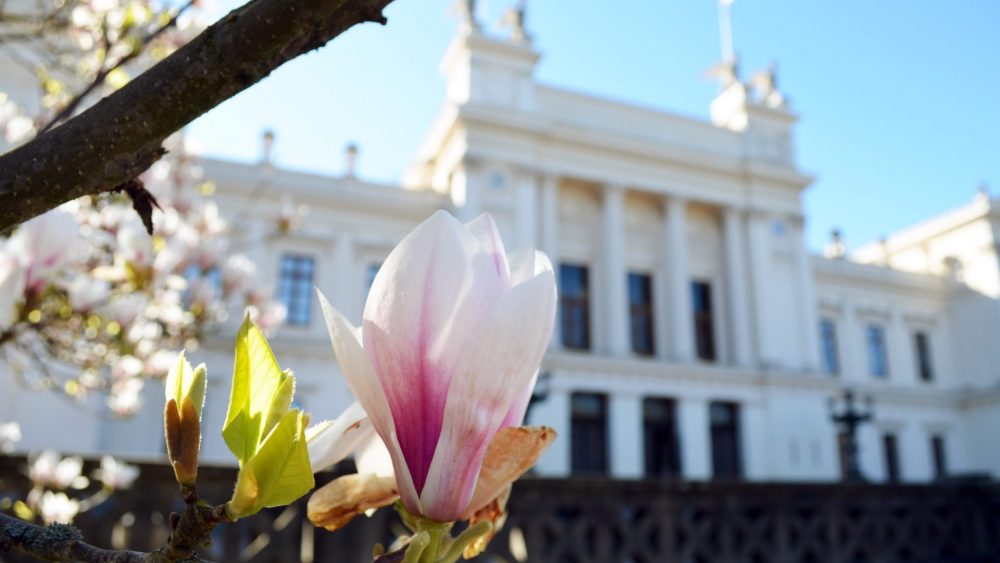 Magnolia in full bloom in front of the university building.