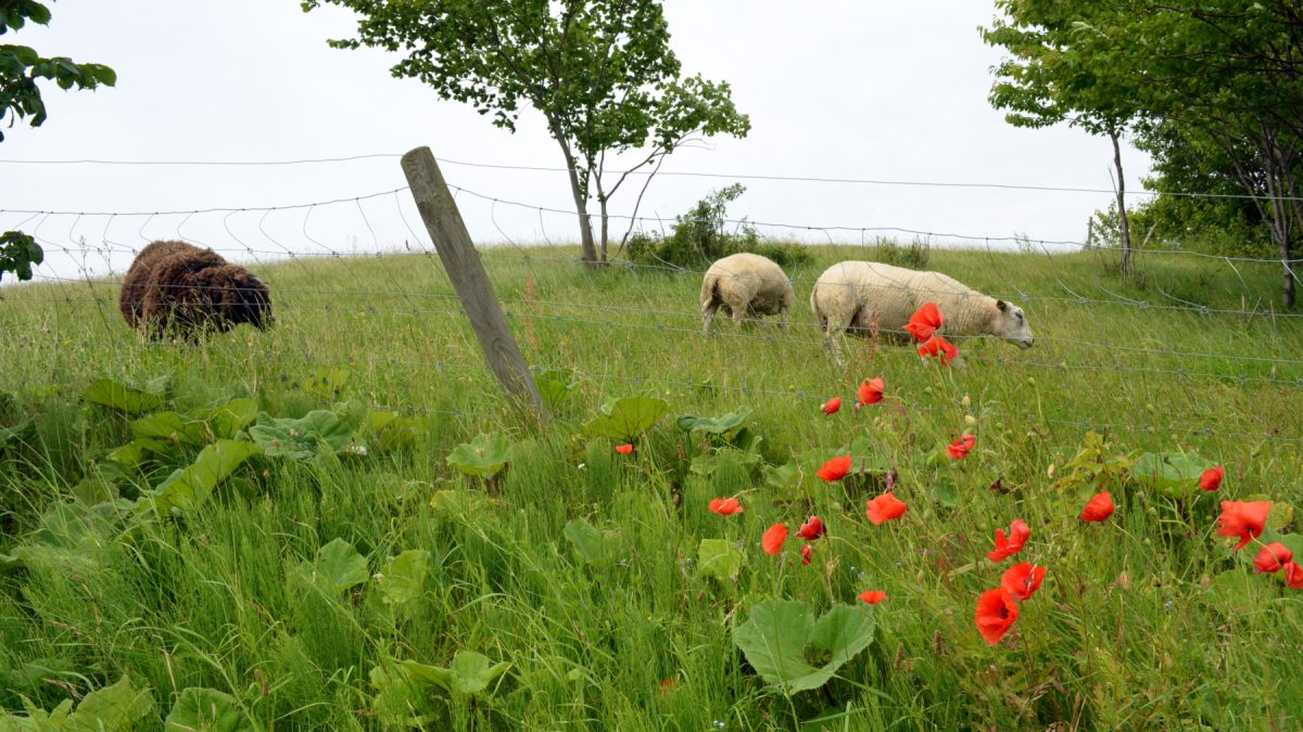En grönskande sommaräng med blommande vallmo och får som betar