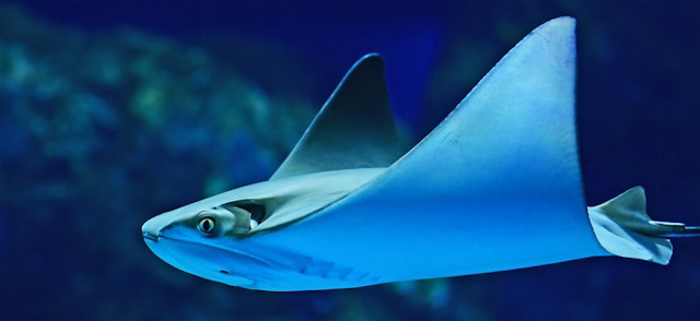 A picture of a ray